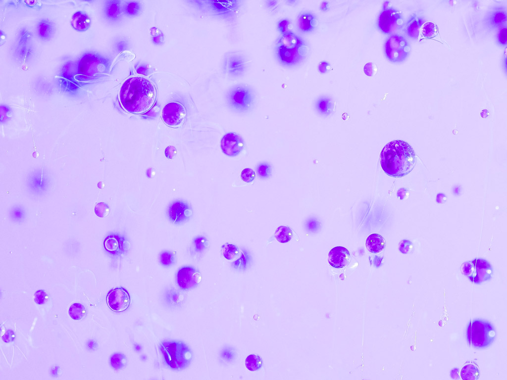 Longevity Conference